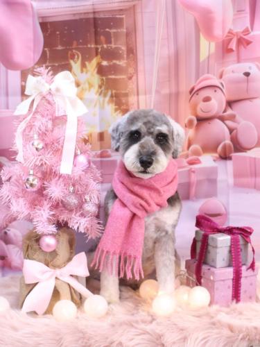 20241224ディアくん